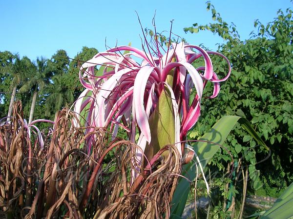 Giant Spider Lily